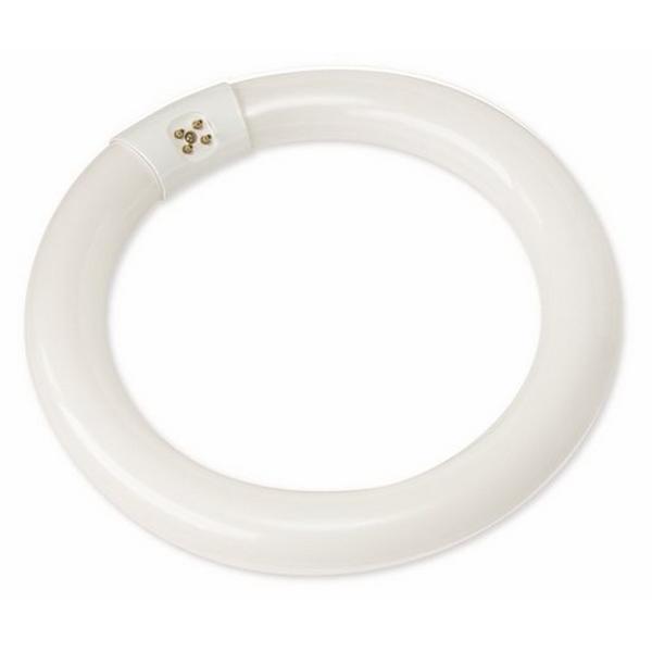 Lamp Circ Fluoro T8 22W 5000K Tri-Phos, Ideal Electrical Catalogue Lamps Fluorescent Fluorescent Lamp - Construction Supplies Australia