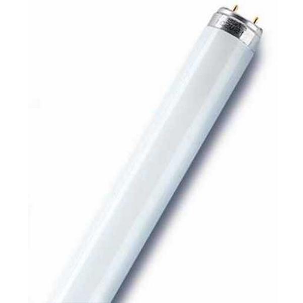 Lamp Fluoro T8 10W 4000K 440Lm 330mm, Ideal Electrical Catalogue Lamps Fluorescent Fluorescent Lamp - Construction Supplies Australia